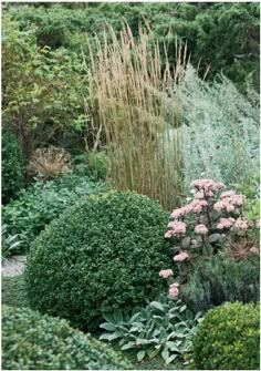 the garden is full of different types of flowers and plants, including shrubs with pink flowers