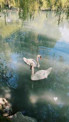 two swans swimming in the water near some trees