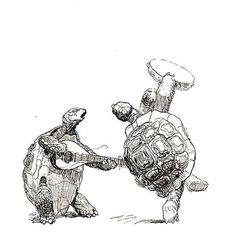 two tortoises playing with each other in the sand, one holding on to the turtle's back