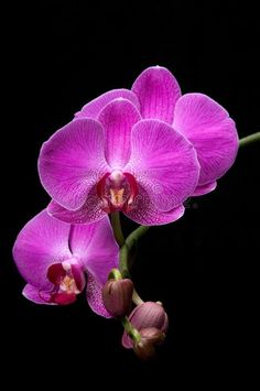 two purple orchids on a black background