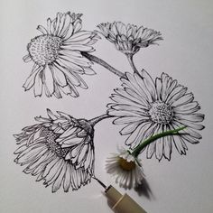 ∞Noel Badges Pugh∞: Noel Badges Pugh, Daisy Drawing, Draw Flowers, Flower Drawing Tutorials, Flower Sketches, Plant Drawing, A Pen, Botanical Drawings, Pen Art