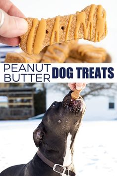 there is a dog that has peanut butter on it's nose and the caption reads, peanut butter dog treats