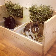 two rabbits are sitting in their habitat with hay