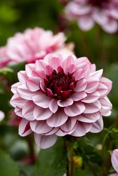 pink flowers with green leaves in the background