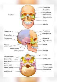 the bones and their major skeletal systems are labeled in this diagram, which shows the location of