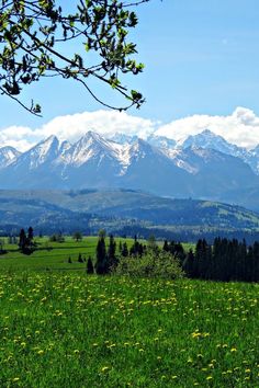 the mountains are covered in snow and green grass, with dandelions on the foreground