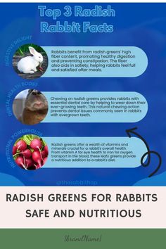 the top 3 radish rabbit fact is shown in this graphic above it's caption, radish greens for rabbits safe and nutritious