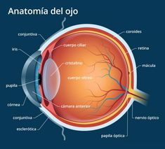 Eye Anatomy Diagram, Diagram Of The Eye, Eyeball Anatomy, Human Eye Diagram, Eye Diagram, Anatomi Dan Fisiologi, Eye Structure, Eye Facts, Human Body Organs