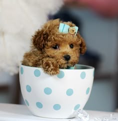 a small brown dog sitting in a white cup with blue polka dots on it's side