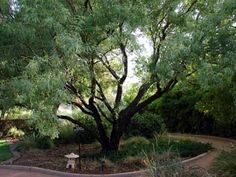 a tree in the middle of a park