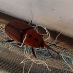 a bug that is sitting on the ground next to some wires and wire mesh fence