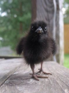 a small black bird sitting on top of a wooden table