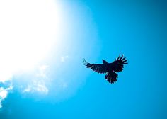 a bird flying in the sky with the sun shining through it's wings,