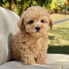 a small brown dog sitting on top of a white couch next to a lush green field