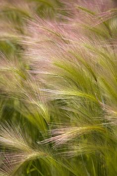 the grass is blowing in the wind with pink flowers on it's back end