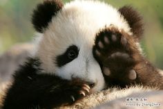 a panda bear laying down on top of a pile of rocks with its paws resting on it's head