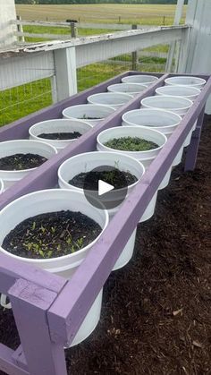 several white buckets filled with dirt on top of a purple table next to a fence