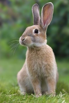 a small rabbit sitting in the grass looking at something with one eye open and two ears up