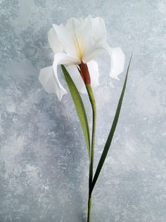 a single white flower in a vase on a gray background with green stems and leaves