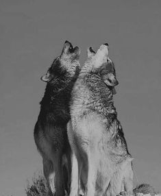 two wolfs sitting on top of a hill looking up at the sky