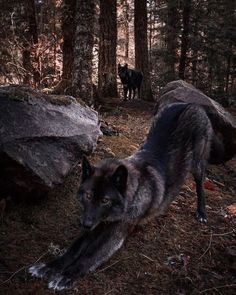 a wolf standing in the woods next to some rocks and trees with two other animals behind it