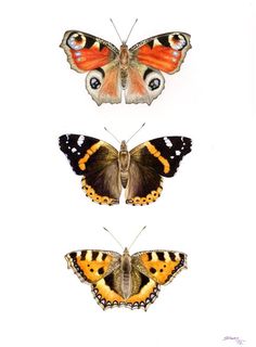 three butterflies with different colors on their wings