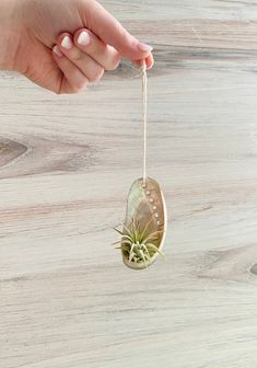 a person is holding a small air plant in a hanging pot on a wooden table