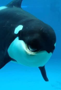 an orca swimming in the water with it's mouth open