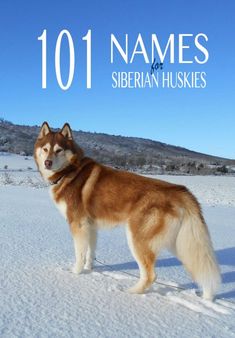 a brown and white dog standing in the snow with text overlay that reads 101 names for siberian huskies