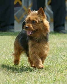 a small brown and black dog running in the grass with people standing behind him on either side