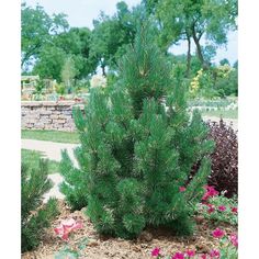 a small pine tree sitting in the middle of a garden