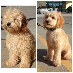 two pictures of a small dog on a leash