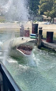 a white shark is in the water with its mouth open