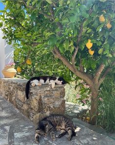 two cats sleeping on top of a stone wall next to a tree and lemon trees