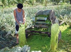 a man standing next to an old cart filled with green onions in the middle of a field