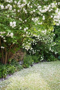 white flowers are blooming on the trees in this backyard garden, and it is hard to tell what color they are