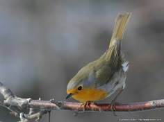 a small bird perched on top of a tree branch with no leaves in it's beak