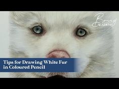 a close up of a cat's face with the words tips for drawing white fur in colored pencil