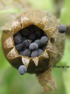 the inside of a plant with small black flowers