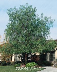 a large tree in front of a house