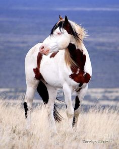 a brown and white horse standing on top of a dry grass field