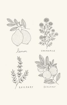 four different types of flowers and leaves on a white background with the words chamomile rosemary