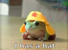 a frog wearing a yellow hat with the words i has a hat on it's head