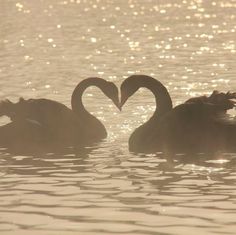 two swans in the water making heart shaped shapes with their beaks open at sunset