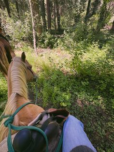 a horse is standing in the woods with its head on someone's leg while they are riding their horses