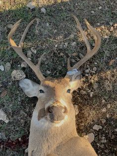 a deer laying down in the grass with its head up and antlers on it's back