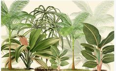 an illustration of tropical plants and trees