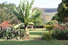 a large banana tree in the middle of a lush green field with lots of flowers