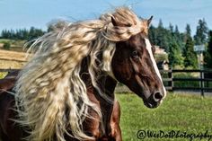 a horse with long blonde hair standing in the grass