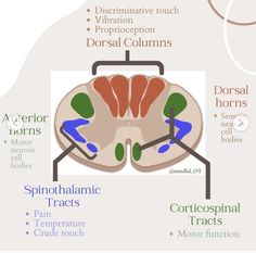 the anatomy of the brain and its major functions